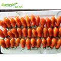 Determinate  long shelflife Red oval roma vf grande processing tomato seeds